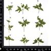 Flor seca de Agrimonia planta en relieve hoja real pintura decorativa pegamento carcasa de teléfono móvil marco de fotos hecho a mano DIY marcapáginas manicura