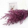 Flor eterna para amantes de la hierba, flores secas frescas para el día de San Valentín, flores eternas secas, material para flores, accesorios para fotografía de flores a juego