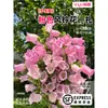 Flores Que Florescem por Muito Tempo e São Fáceis de Cultivar, Lírios, Sino dos Ventos, Flores de Corte Frescas, Plantas Hidropônicas de Cabelo Reto de Yunnan, Rosas, Arranjos de Flores de Interior