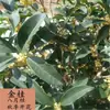 Plántulas de Árbol de Osmanto de Cuatro Estaciones Plantas en Maceta Osmanto Fragrans Nativo Osmanto Fragrans'Tianxiang' Osmanto'Taige' Osmanto'Foding' Bonsái