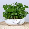 Centella Asiática en Maceta, Plantas Hidropónicas de Interior, Flores, Vegetación de Oficina, Planta del Dinero, Plantas Fáciles de Mantener para Acuarios Durante Todo el Año