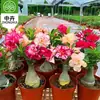 Planta Pote Rosa do Deserto com Pétalas Duplas, Planta Verde Tolerante à Seca, Fácil de Cuidar em Ambientes Internos ou na Varanda, Planta Suculenta Fácil de Manter no Verão