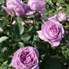 Planta de Rosas para Balcón con Semillas de Rosa, Rosas en Maceta de Fragancia Fuerte Todo el Año, Plantas de Flores Extra Grandes para Balcón y Patio