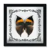 Marco de Fotos con Foto de Espécimen de Mariposa Real Cinturón Verde Mariposa Esmeralda y Fénix Marco de Fotos de Madera DIY Regalo para Enseñar Ciencia y Educación Regalo de Cumpleaños