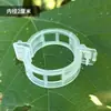 Suporte para Costela de Adão Suporte para Monstera Estrutura de suporte para flores Clipe de fechamento de galhos Fixação de galhos e caules Fixação de flores em bambu verde