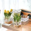 Maceta hidropónica para jacintos, narcisos, de tres agujeros, de cinco agujeros, transparente, contenedor de maceta fácil de usar