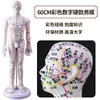 Folha de Cobre para Acupuntura Uso Doméstico Medicina Tradicional Chinesa Silicone Modelo de Diagrama de Meridianos do Corpo Humano com Pontos de Acupuntura