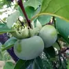 Plántulas de Caqui de Piel Verde de Una Pieza para Envío Directo para Plantar en Macetas de Patio Norte y Sur para Plantar en Todas las Estaciones y Plántulas de Caqui Dulce y Crujiente Injertadas