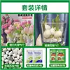 Tulipanes Hidropónicos al por Mayor 5 Grados Bulbos Grandes Resistentes al Frío para Invierno Interior/Exterior Fáciles de Cultivar para Principiantes Flores en Maceta Plantas