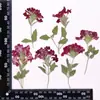 Flor de Cerejeira Seca com Galhos, Porta-Retrato Artesanal em Relevo, Pintura de Decalque Facial, Folhas Reais, Pacote de Material em Relevo, Espécimes de Plantas
