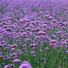180 Variedades de Sementes de Flores Não Repetitivas, Fáceis de Cultivar em Todas as Estações, Podem Afastar Mosquitos, Adequadas para Varandas Internas e Externas, Distribuição Transfronteiriça
