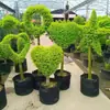 Ligustro Brilhante em Forma de Torre Ligustro Brilhante Cônico Para Pátio Varanda Canteiro de Flores Camada Média Planta Perene Todas as Estações Resistente ao Calor e ao Frio