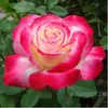 Muda de Rosa Flor Média Grande Rosa Arbusto Rosa Trepadeira Rosa Floração Quatro Estações Muda de Rosa Solo Original Rosa