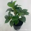Camélia Folhas Falsas Folhas Falsas Artificiais Folhas de Bola de Alho Poró Cinza Plantas Decoração de Casamento Hotel Folhas
