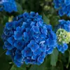Jardim da Heidi Hortênsia Pipoca Thor Mãe do Mar Flores Plantas Vasos Mudas Balcão Pátio
