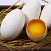 Huevos de Ganso Frescos al por Mayor, Frescos del Lago Weishan, Huevos de Granja de Corral, Recién Recogidos y Enviados, Caja Completa, Entrega Directa, Venta Rápida