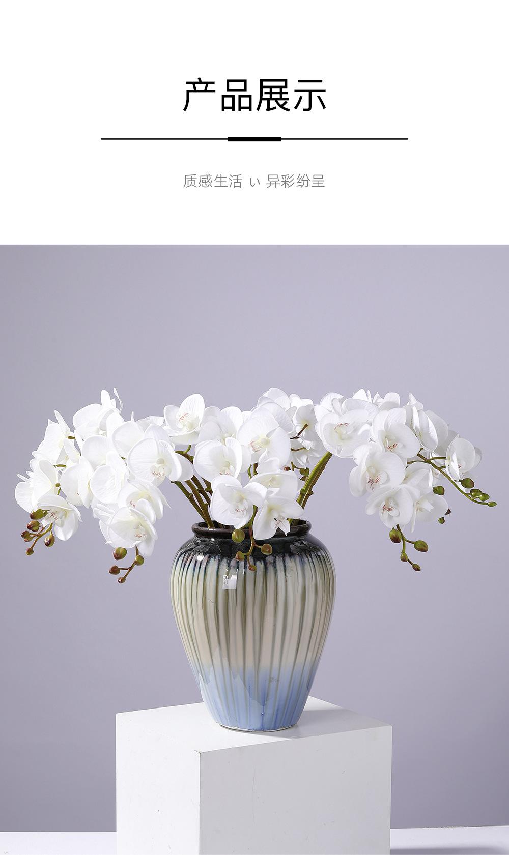 小7头蝴蝶兰详情图