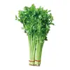 Semillas de Perejil Pequeño de Jaspe al por Mayor, Semillas de Apio Pequeño, Crecimiento de Apio de Agua, Siembra Rápida de Semillas de Verduras en Todas las Estaciones
