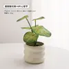 Plantas Verdes, Vasos Pequenos, Árvore da Fortuna Semelhante para Mesas de Escritório Internas, Mesas de Centro de Sala de Estar, Flores Artificiais e Arranjos Florais