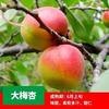 Envío directo Plántulas de albaricoquero grande Injertadas de maduración temprana Arena Dorada Roja Dulce Plántulas de albaricoquero Plantación en maceta de patio Plantación Norte y Sur
