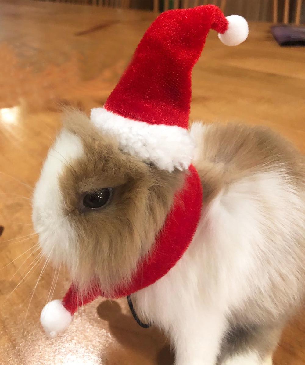 rabbtit Xmas 5