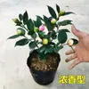 Planta de Camélia Perfumada em Vaso, Mudas de Camélia de Cheiro Forte, Flores Grandes para Jardim Interno Fáceis de Cuidar, Promoção de Osmanthus de Quatro Estações