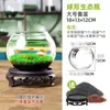 Acuario Ecológico Acuario Hierba Acuática Micro Paisaje a Hoja Huevo de Dragón Vidrio Planta Verde diy Pequeño Hidropónico Casero de Escritorio