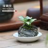 Bonsái de Calamo, Piedra Absorbente, Planta Verde, Planta en Maceta de Helecho Cola de Lobo, Planta Fácil de Cultivar para Personas Perezosas, Hidroponía de Espejo Resistente a la Oreja de Tigre
