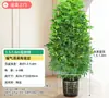 Árvore Bico de Pato de Grande Porte Que Atrai Riqueza de Todas as Direções, Planta de Vaso para Sala de Estar Interna Fácil de Cuidar, Sempre Verde o Ano Todo, em Formato de Torre