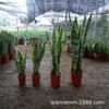 Base al por mayor Phnom Penh Orquídea Tigre en maceta, Plantas verdes de oficina y florales, Variedad completa, Descuentos en Orquídea Cola de Tigre de alta calidad