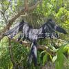 Cuervo de Plumas Simuladas Suministros de Fiesta de Halloween Decoración Escenario de Fotografía Props Adornos Adornos Hechos a Mano Venta al por Mayor
