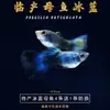 Peixe Guppy, Peixe Tropical, Peixe Ornamental Pequeno, Reprodução, Fêmeas Grávidas, Prontas para Dar à Luz, Fácil de Criar, Resistente e de Vida Longa, Guppies