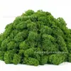Musgo de Reno Preservado Flor Seca DIY Paisajismo Micro Paisaje, Botella Ecológica, Planta en Maceta de Vidrio, Cubierta de Suelo para Bonsái