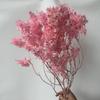 Yongsheng frijol de bienvenida flor de Año Nuevo flor seca decoración de boda decoración del hogar material de ramo flor mariposa blanqueada