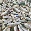 Pescado Salado Semi-Seco Secado al Sol Recién Hecho, Pescado Amarillo Pequeño Seco, Pescado Blanco Seco, Pescado Flor Amarilla, Especialidad Secada al Aire, Hecho en Casa por Pescadores