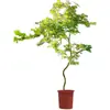 Mudas Pote Forma de Bordo de Primavera Dourada Fluida, Plantas Verdes, Plantas Grandes de Interior, Plantas de Varanda, Fácil de Manter e Viver em Todas as Estações, Sempre Verde