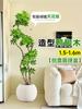 Planta Verde Grande para Sala de Estar con Forma de Pata de Pato, Planta en Maceta de Interior de Fácil Mantenimiento, Planta Verde Perenne de Pie para Oficina para Todas las Estaciones