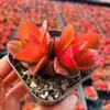 Base de planta suculenta autoproducida y autovendida al por mayor suculentas pequeñas combinación de flores plantas en maceta plantas carnosas Lithops Haworthia