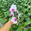 Plántulas de Orquídea Phalaenopsis con Espigas Florales, Flores en Maceta Que Florecen Todo el Año, Plantas para Sala de Estar y Oficina, Plántulas de Orquídea Purificadoras de Aire