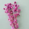 Linterna de Flor Eterna Fruta en stock para venta al por mayor, fruta de gelatina, flor de campanilla de viento, decoración de hotel y casa de huéspedes, arreglos florales, materiales florales para bodas