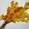 Venta al por mayor de flores secas de Yunnan hojas de manzana de vida eterna hojas de eucalipto flor real decoración para el hogar ramo hojas material de hoja fabricante multicolor