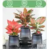 Rábano Verde Árbol de la Fortuna Espárrago Bambú Flor de Incienso de Nueve Millas Planta en Maceta Interior Menta Bambú Rico Planta Hidropónica Fácil de Alimentar
