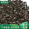 Atacado de Fábrica Importado Casca de Trigo Sarraceno Cozida Solta Lavagem com Água em Alta Temperatura Esterilização Remoção de Poeira Enchimento de Travesseiro Cascas de Trigo Sarraceno