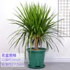 Árvore Sangue de Dragão Planta Verde para Sala de Estar Planta em Vaso Árvore de Barba de Dragão Multi-Tronco Pérola Negra de Ferro Planta Verde Interior Grande de Chão Muda de Árvore de Tocos Velhos