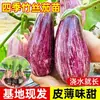 Plántulas de berenjena para cuatro estaciones, plantas en maceta con tierra, variedades viejas injertadas de berenjena morada y semillas de berenjena de Hangzhou, plántulas de hortalizas de primavera