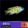 Peces Tropicales de Agua Dulce Vivos para Principiantes, Incluyendo Cíclidos, Peces Vivos con Envío Gratis