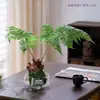 Gardenia Hidropónica Bola de Musgo en Maceta Rosa Miniatura Plantas de Oficina Bambú de la Suerte Árbol del Dinero de Escritorio Interior