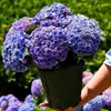 Mudas de Flor de Hortênsia, Mudas de Hortênsia Endless Summer com Raízes Antigas, Plantas de Flores em Vasos para Interior, Fáceis de Cultivar em Varandas Internas e Jardins