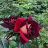 Dropshipping de Plántulas de Rosa Hacker, Flores de Rosa en Maceta Florecientes, Plantas Trepadoras, Plántulas de Rosa Trepadora, Plantas Verdes