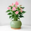 Planta en Maceta de Anturio con Flores, Planta de Interior para Escritorio de Oficina, Planta Verde para Sala de Estar, Purifica el Aire, Bonsái Fácil de Mantener